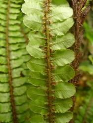 Blechnum fluviatile. Abaxial surface of sterile frond with dense, linear scales and short, round-ended pinnae along the rachis.
 Image: L.R. Perrie © Te Papa CC BY-NC 3.0 NZ